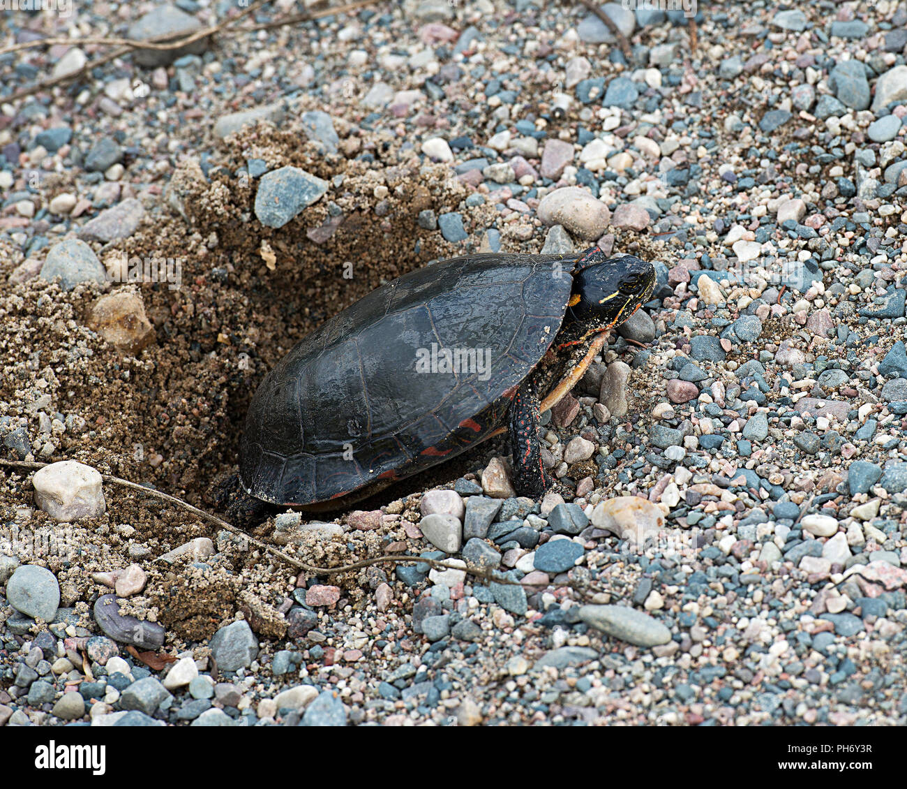 Profitant de la tortue peinte de l'environnement. Banque D'Images