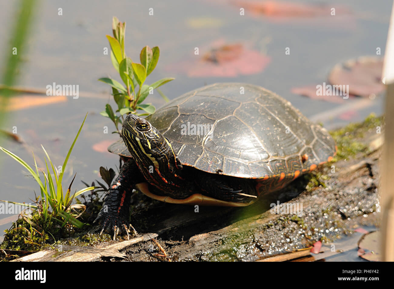 Profitant de la tortue peinte de l'environnement. Banque D'Images