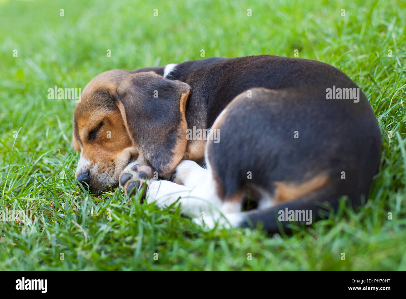 Photo d'un mignon chiot beagle dormir sur l'herbe Banque D'Images