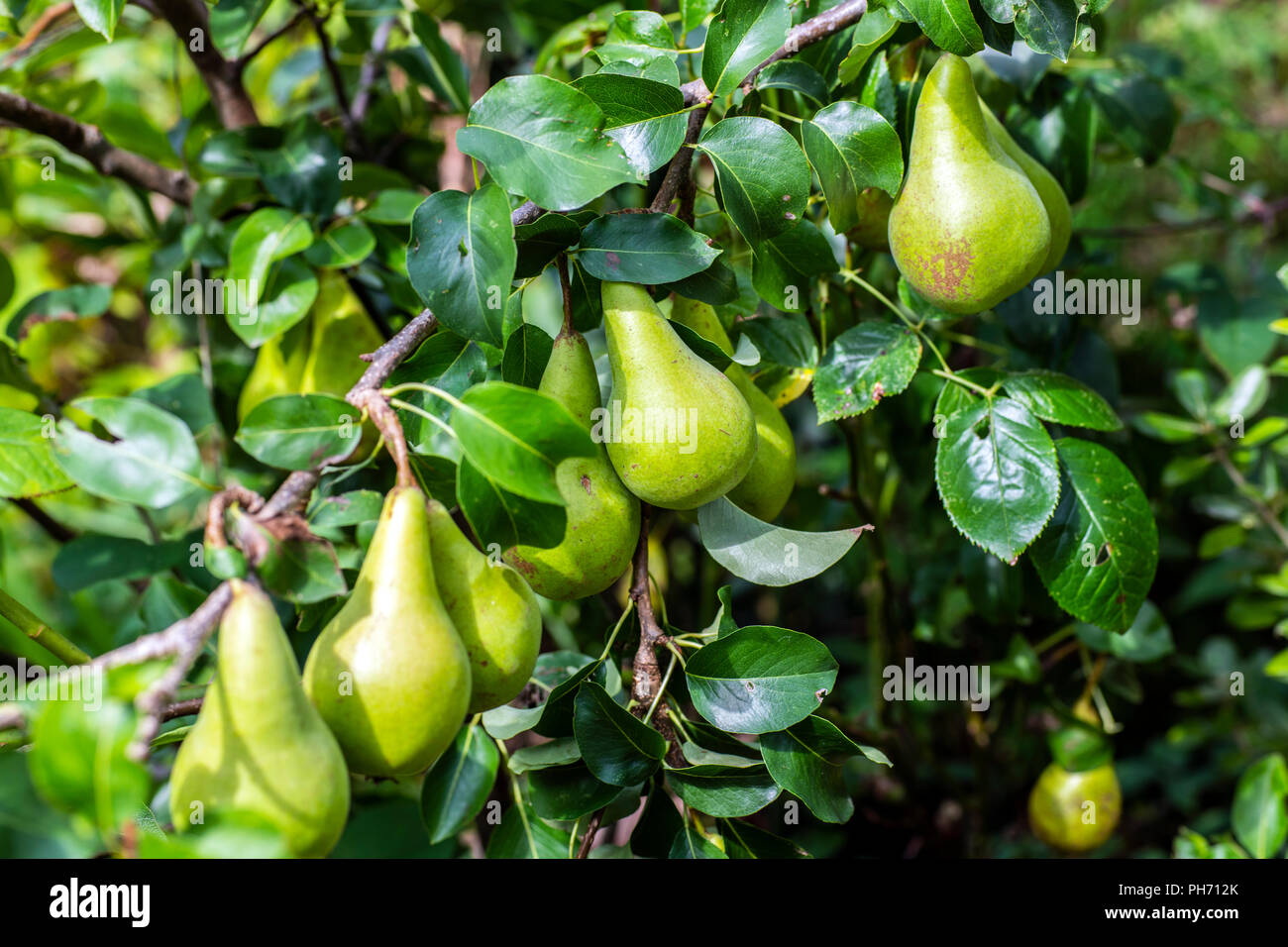 Poires mûrir sur un arbre - une belle récolte des fruits est presque prêt pour la cueillette. Banque D'Images