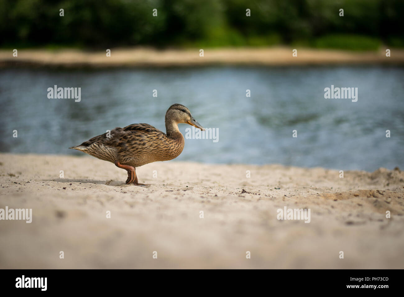 Un canard debout sur une jambe dans le sable de la rivière Klarälven à Forshaga, Värmland, en Suède. Banque D'Images