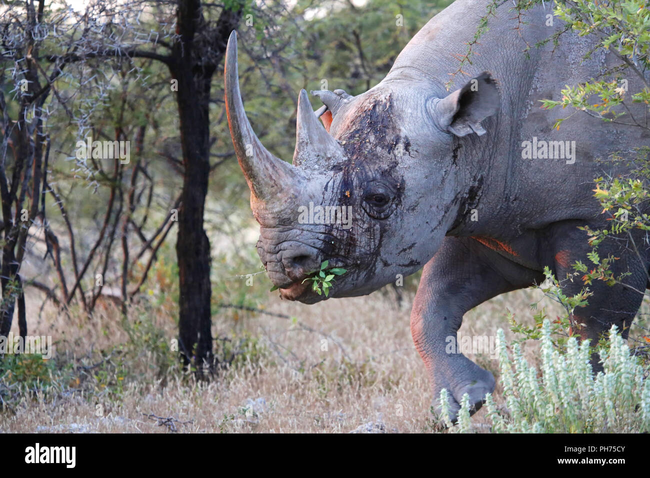 Purge au rhinocéros etosha Banque D'Images