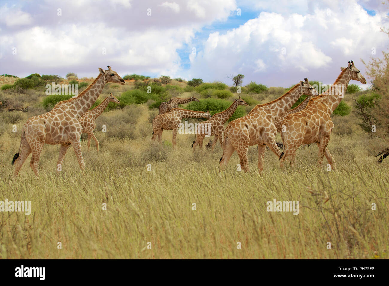 Les Girafes dans le parc transfrontalier Kgalagadi national park Banque D'Images
