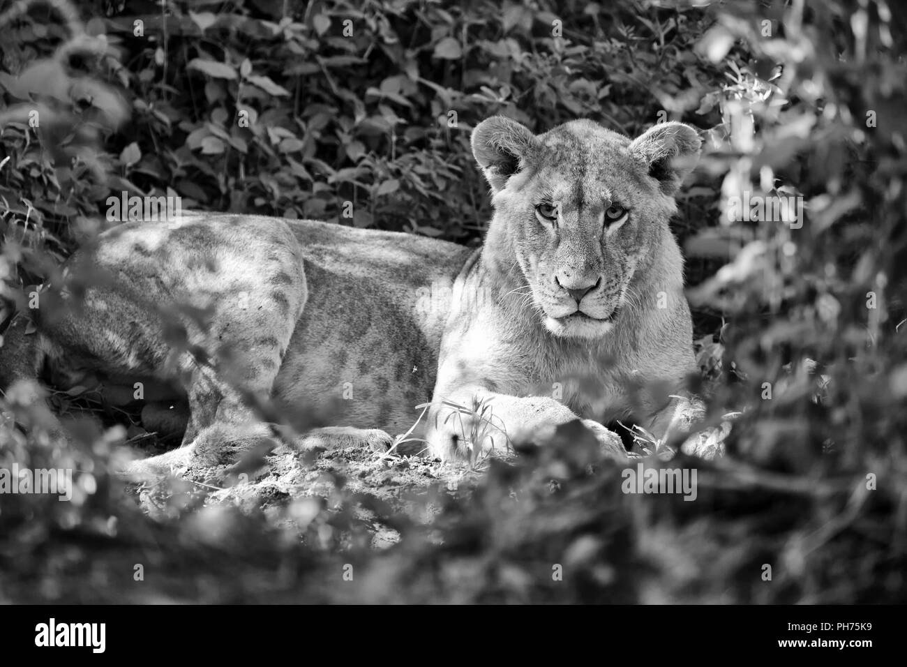 Superbe lionne en noir et blanc Banque D'Images