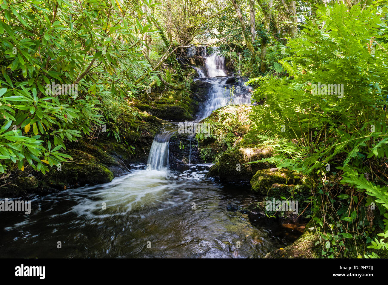 Petite rivière et cascade en privé, jardin irlandais Templenoe, Kenmare, comté de Kerry, Irlande Banque D'Images