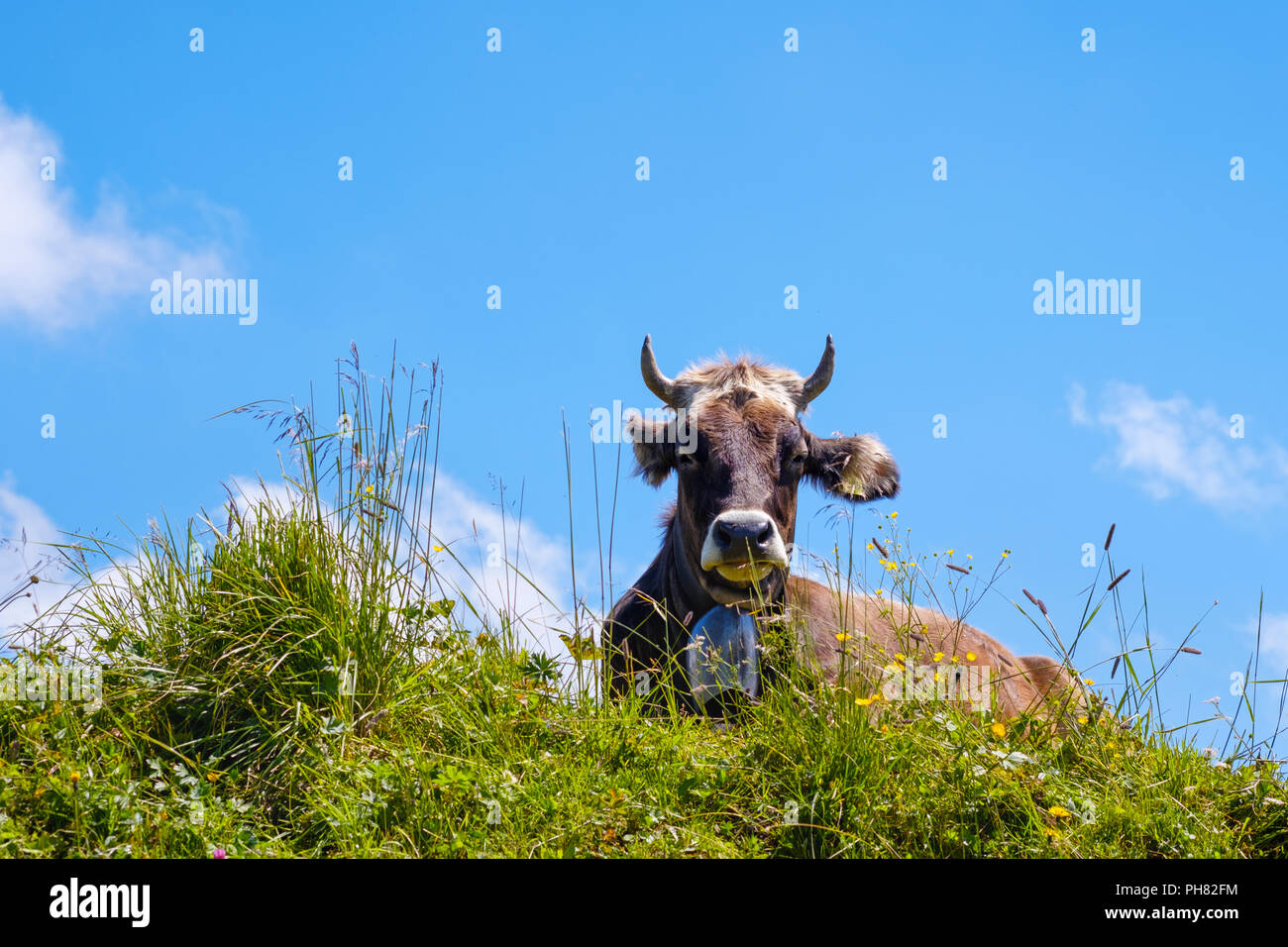 Gc le pré alpin, Hochgrat, Alpes d'Allgäu, Oberstaufen, Oberallgäu, Allgäu, souabe, Bavière, Allemagne Banque D'Images