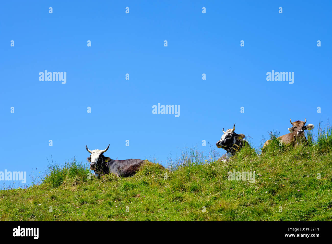 Les vaches sur prairie alpine, Hochgrat, Alpes d'Allgäu, Oberstaufen, Oberallgäu, Allgäu, souabe, Bavière, Allemagne Banque D'Images