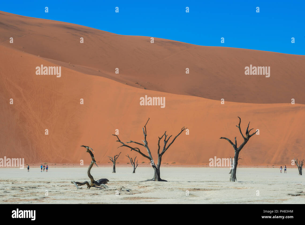 Camelthorn arbres morts (Acacia erioloba) de dunes de sable, de Dead Vlei, Sossusvlei, Désert du Namib, le Namib Naukluft National Park Banque D'Images