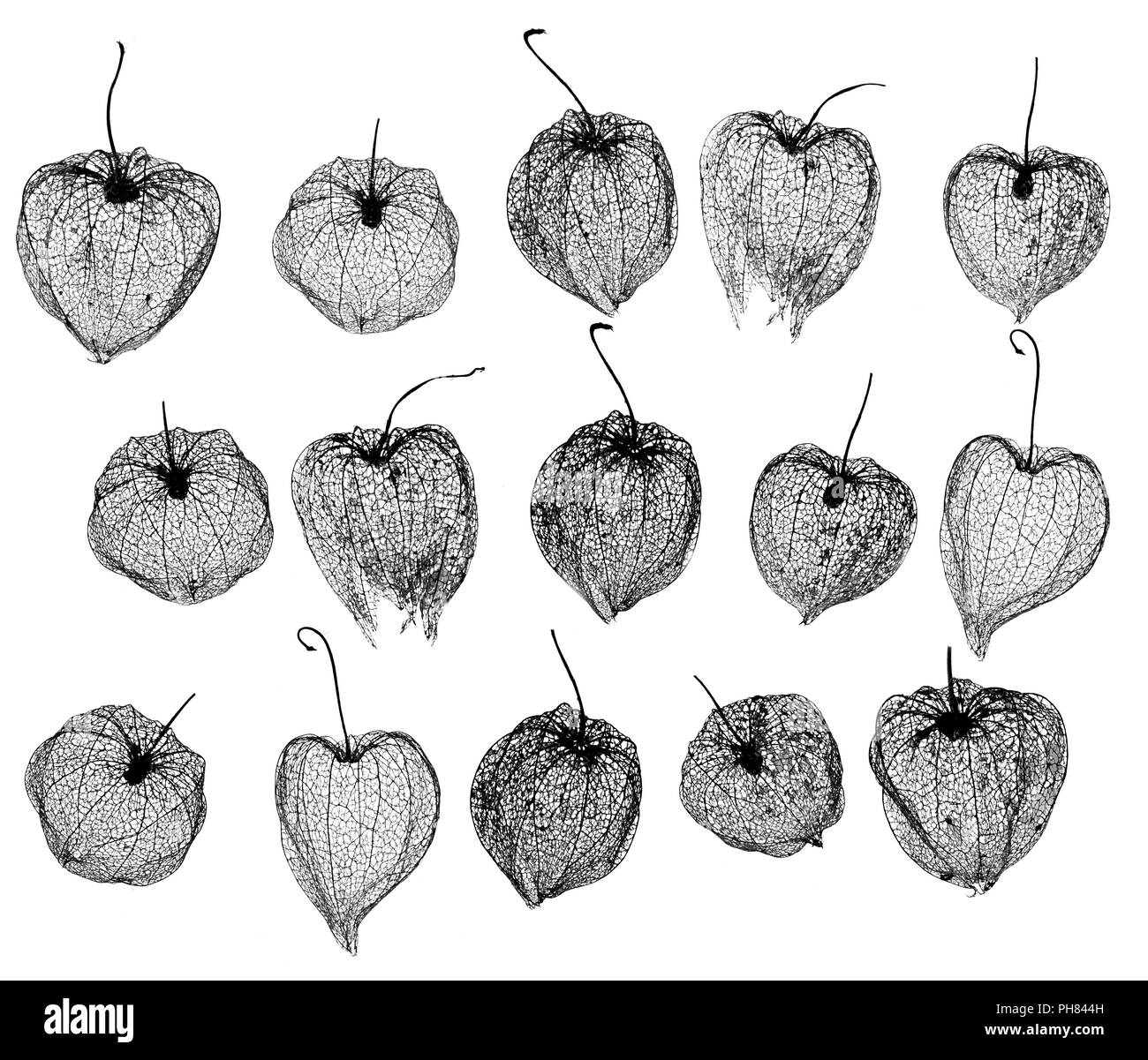 Lanternes chinoises Physalis alkekengi squelettes Banque D'Images