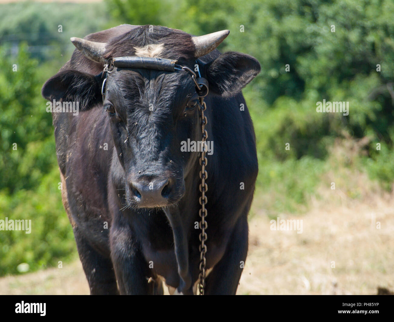 Portrait de jeune taureau noir attaché avec une chaîne de fer en milieu rural paysage sur l'arrière-plan. Les bovins de reproduction Banque D'Images