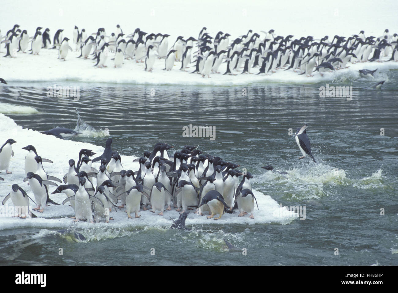 Adeliepinguin, Pygoscelis adeliae, adelie penguin, AdÈliepinguin Banque D'Images