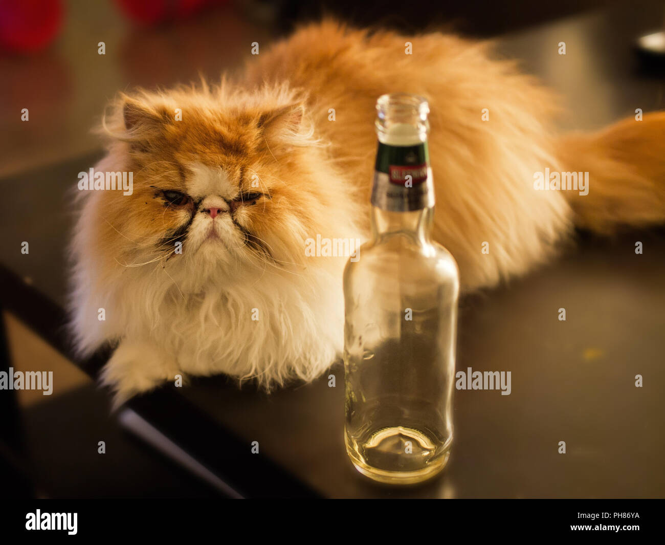 Cat gueule de bois, verre, boire, alcool, alcool visage grincheux chaton  Photo Stock - Alamy