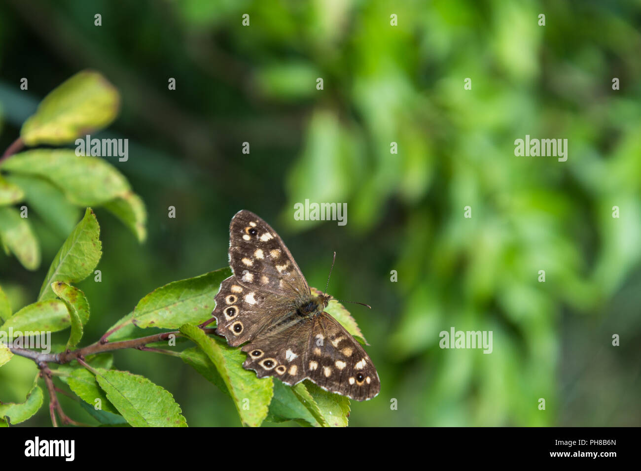 Le papillon en bois moucheté dans son habitat forestier anglais avec ailes ouvertes montrant leurs taches oculaires couleur brune et sous le soleil d'août d'été matin. Banque D'Images