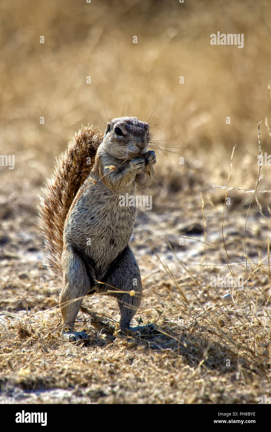 Un écureuil terrestre dans le parc national d'Etosha en Namibie Banque D'Images