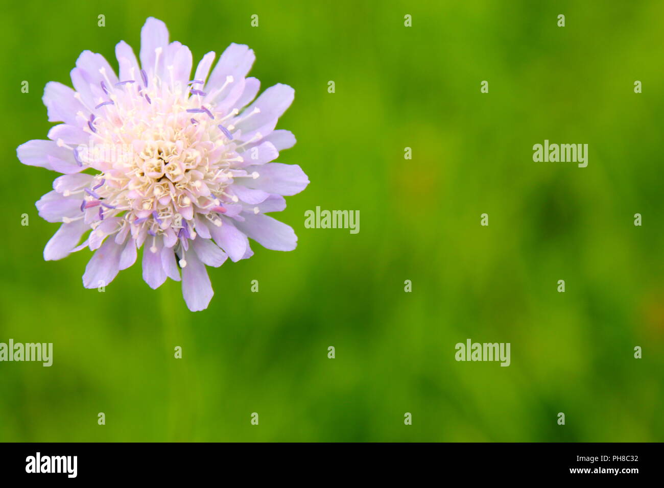 Knautia arvensis Banque D'Images