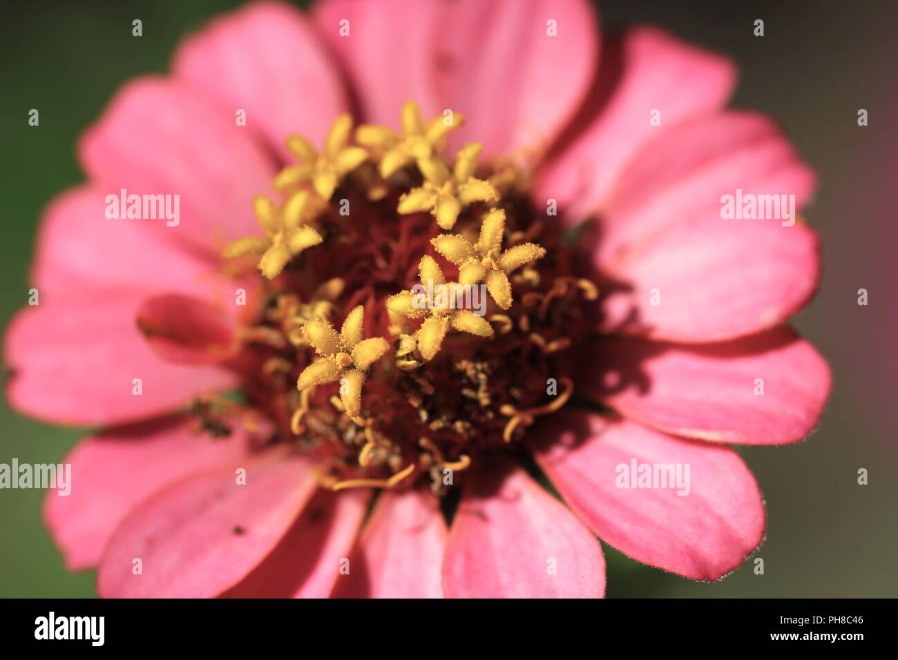 Gros plan fleur Banque D'Images