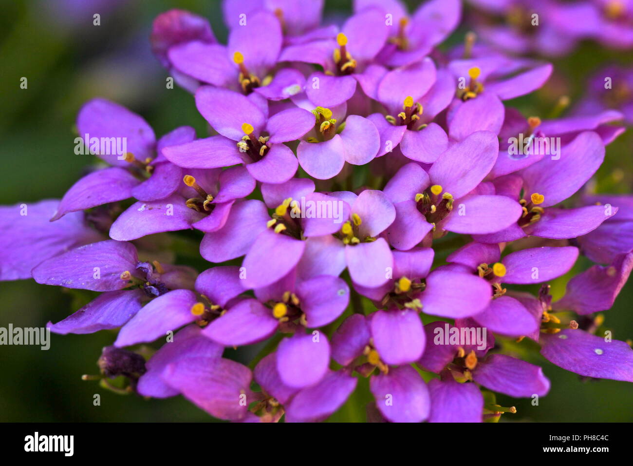 Fleur gros plan Banque D'Images