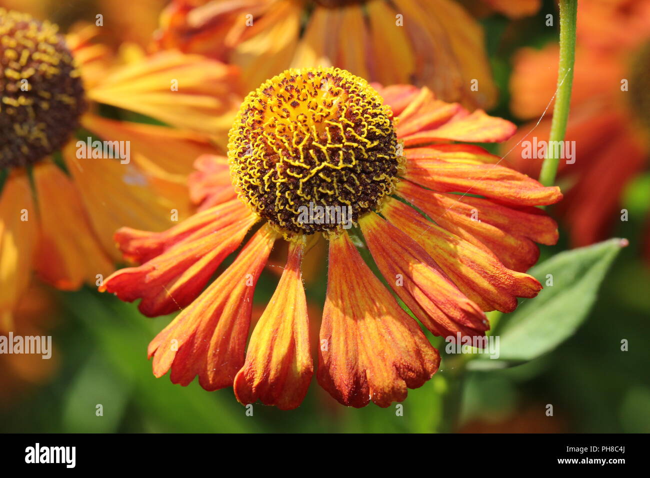 Fleur gros plan Banque D'Images