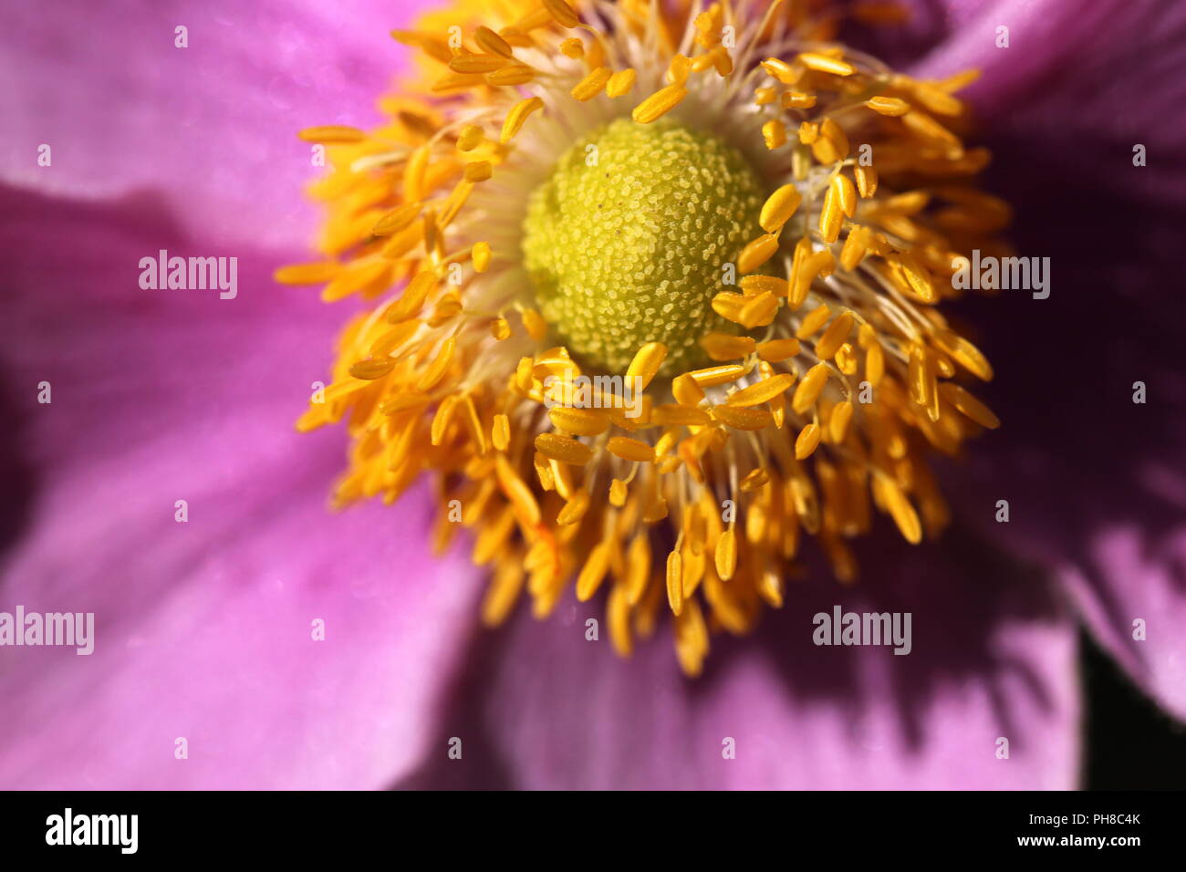 Gros plan de fleurs Banque D'Images