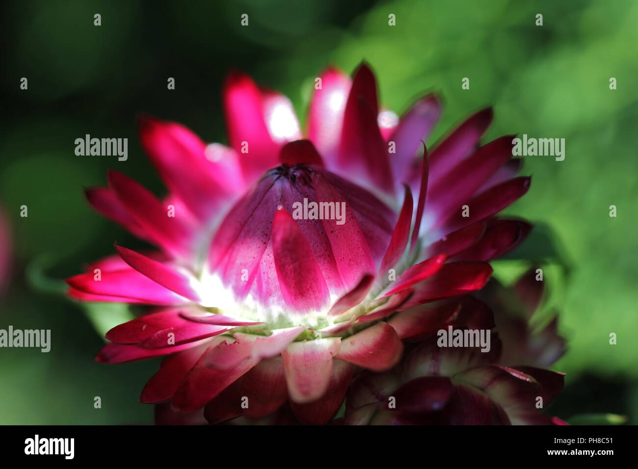 Close up of helichrysum fleur de rose Banque D'Images