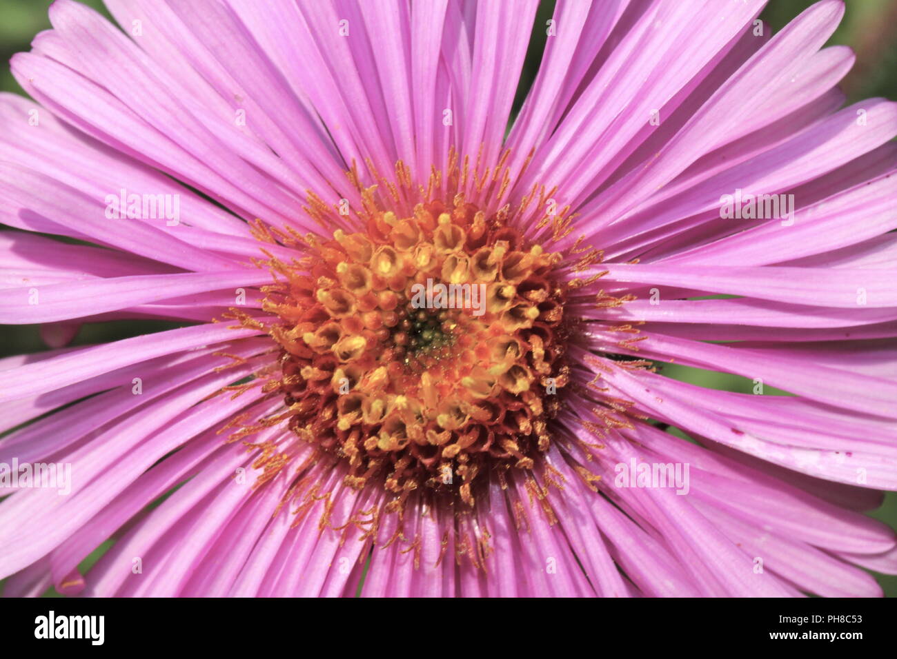 Gros plan de fleurs Banque D'Images