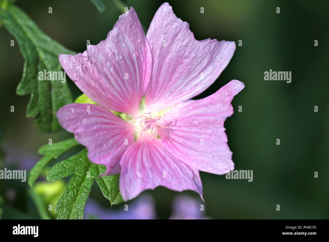 Gros plan fleur Banque D'Images