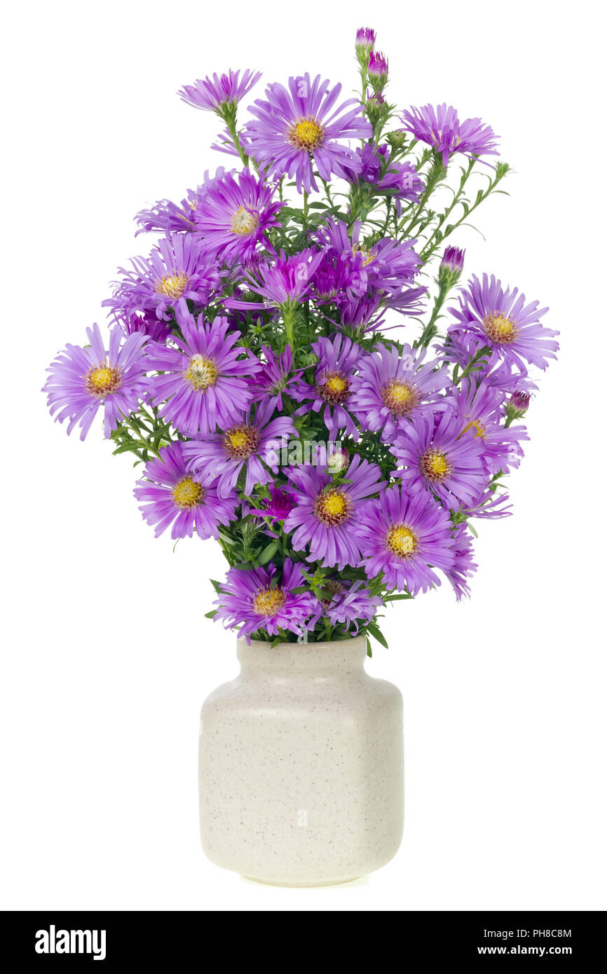 Bouquet minimaliste - mini chrysanthèmes fleurs magenta Banque D'Images