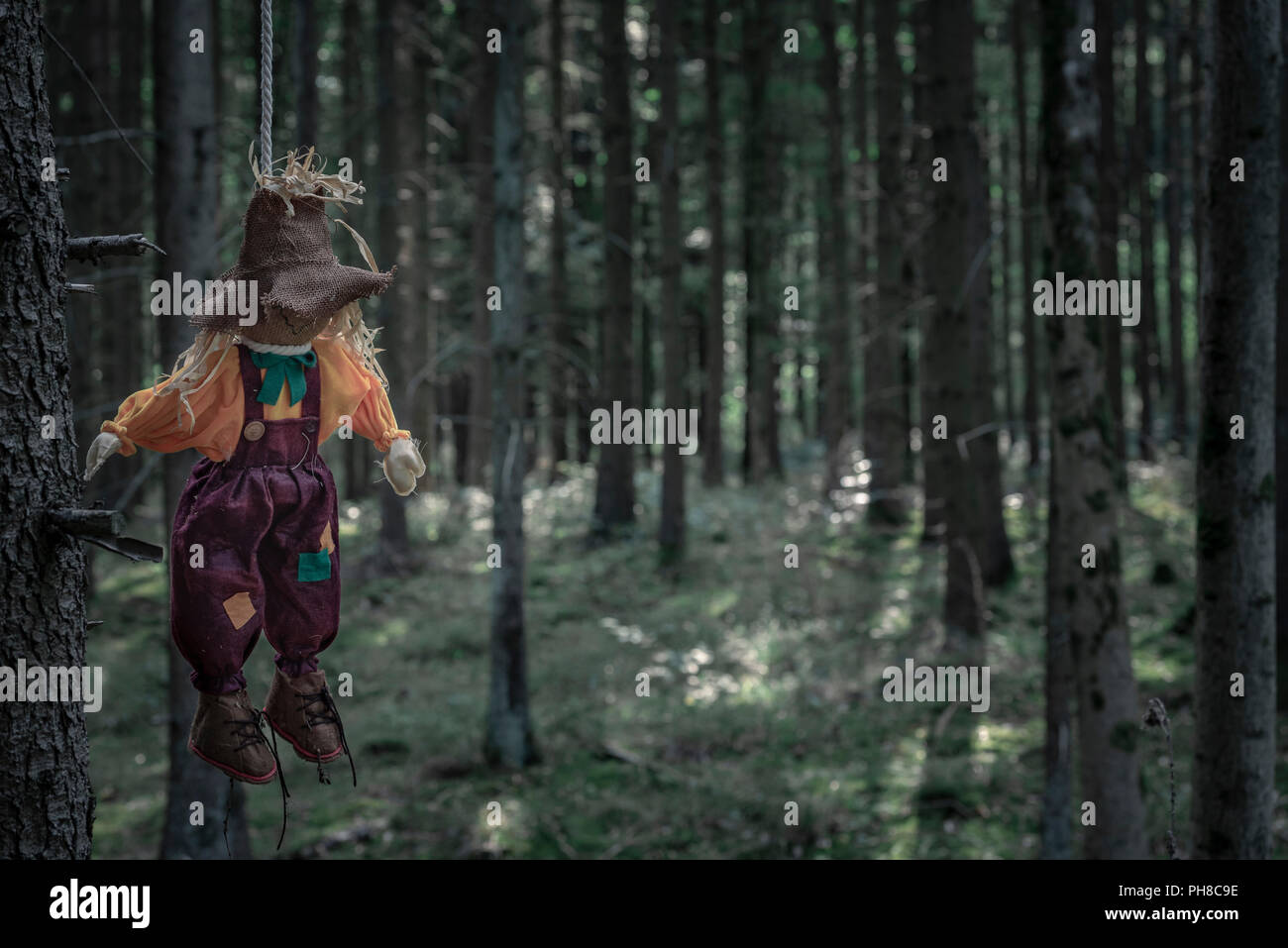 Effrayant paysage avec un épouvantail minable liée à une branche d'arbre avec une corde à gauche, à accrocher, dans les bois sombres. Un concept pour l'Halloween. Banque D'Images