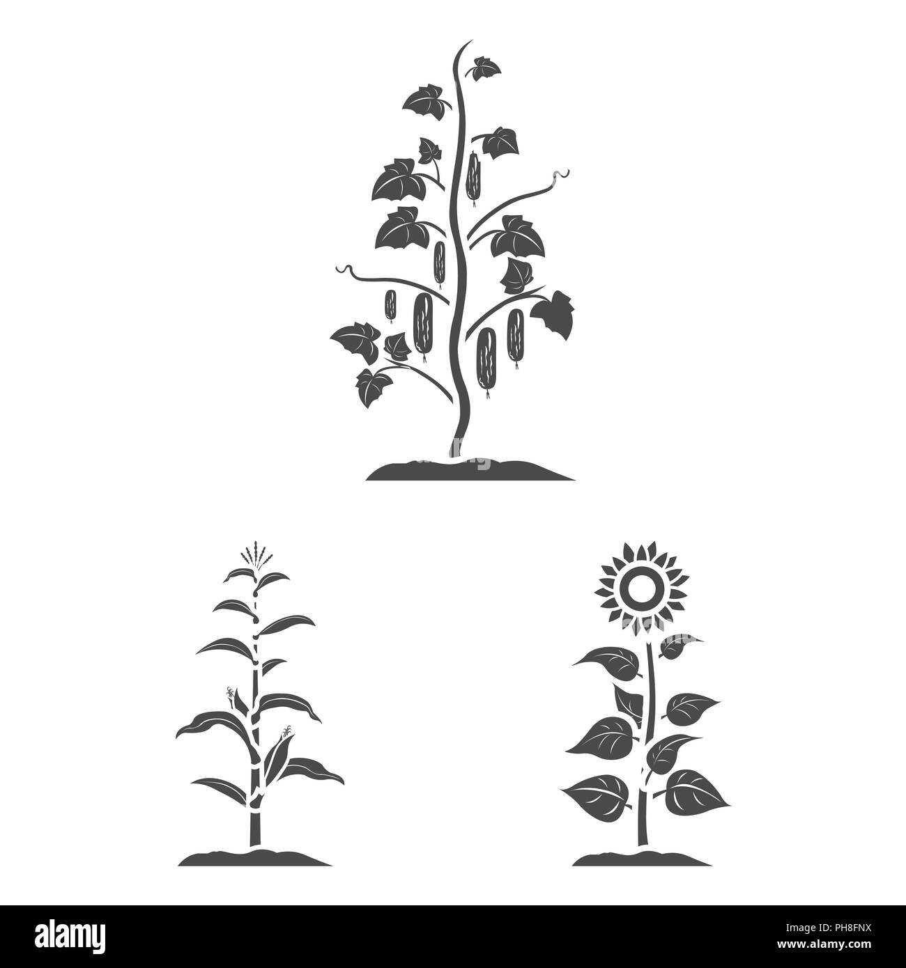 Légumes, plantes icônes noires dans set collection pour la conception. La récolte et le jardin symbole vecteur illustration de stock. Illustration de Vecteur