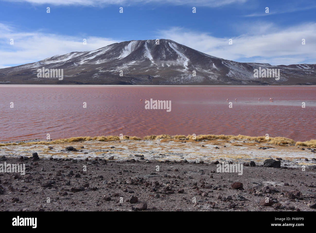 La Laguna Colorada dans la faune andine Eduardo Avaroa Parc Naturel, Bolivie Banque D'Images