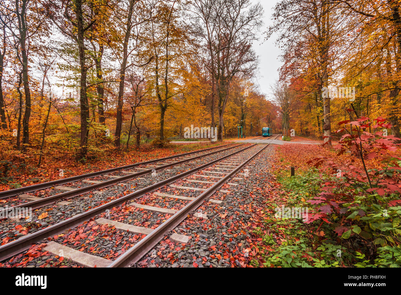 Tram en forêt d'automne à Francfort, Allemagne Banque D'Images