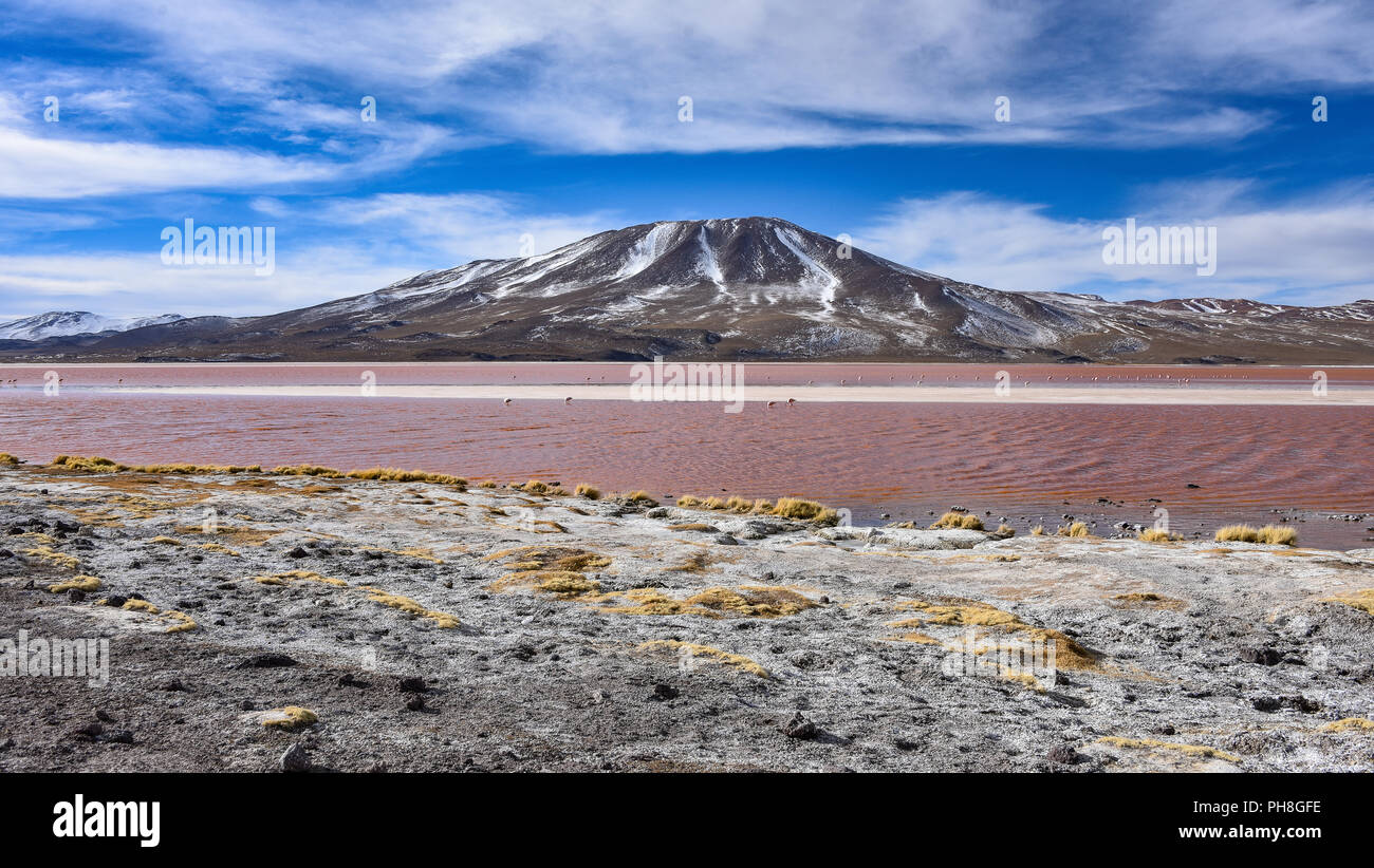 La Laguna Colorada dans la faune andine Eduardo Avaroa Parc Naturel, Bolivie Banque D'Images