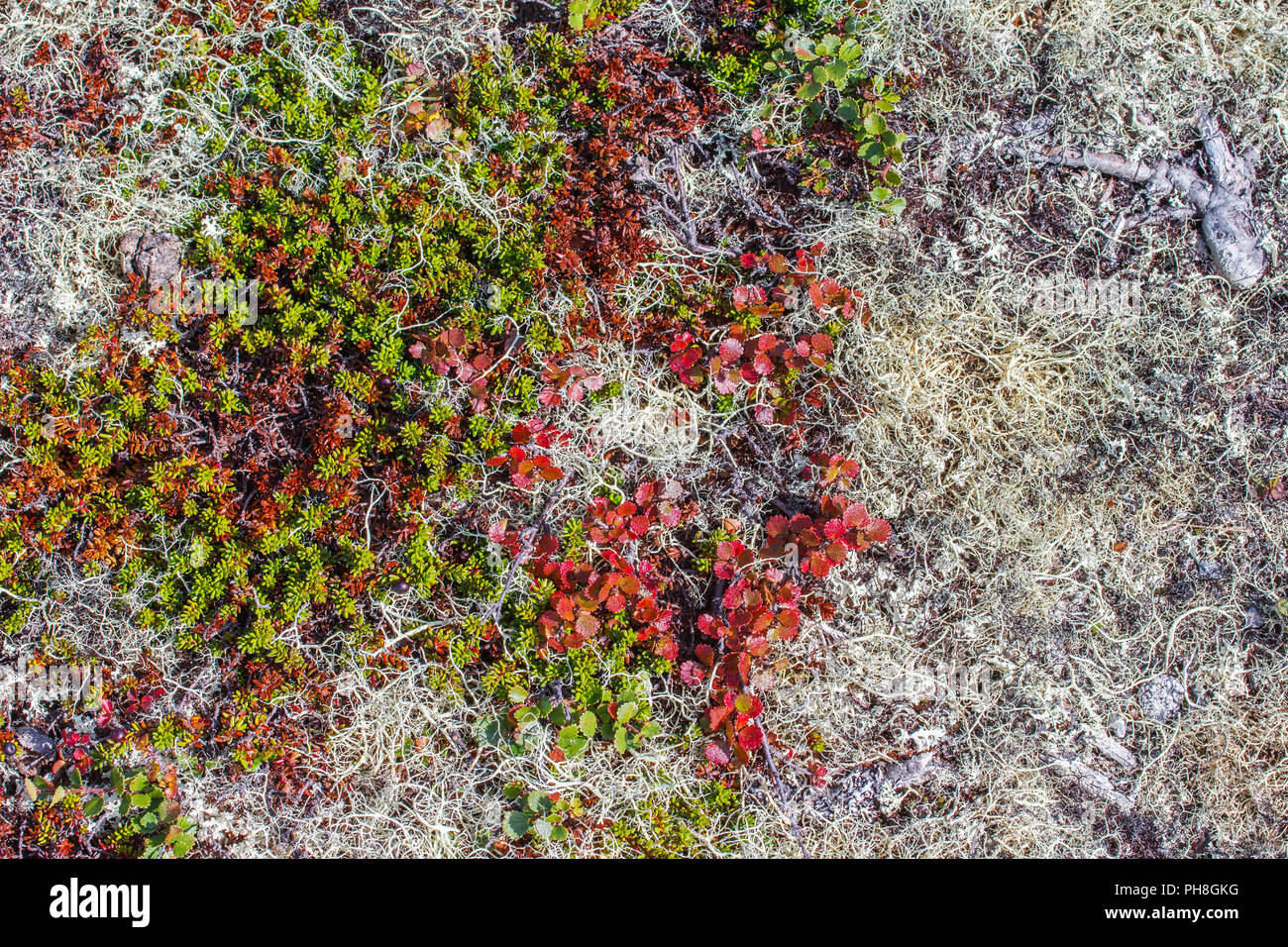 La flore de la toundra, lichen des rennes de la Norvège Banque D'Images