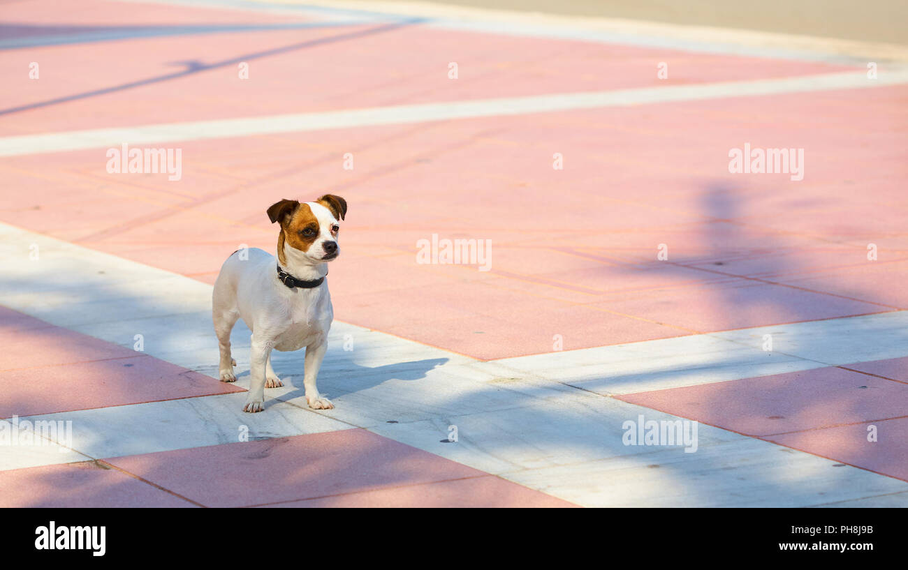 Bref, mignon petit chien aux cheveux courts seul se tenant sur le pavage de couleur rose dans la lumière du soleil à un peu triste Banque D'Images
