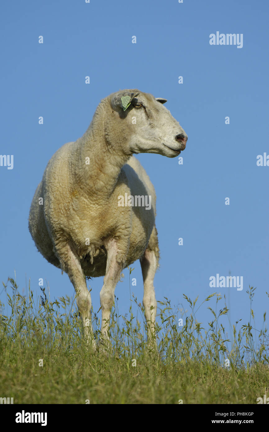 (Texelschaf Hausschaf) Texel Sheep (mouton domestique) Banque D'Images