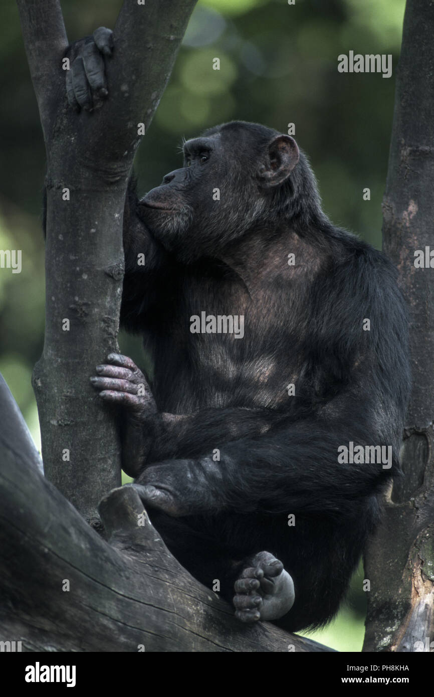 (Schimpanse im Baum sitzend), le chimpanzé (assis dans l'arbre) Banque D'Images