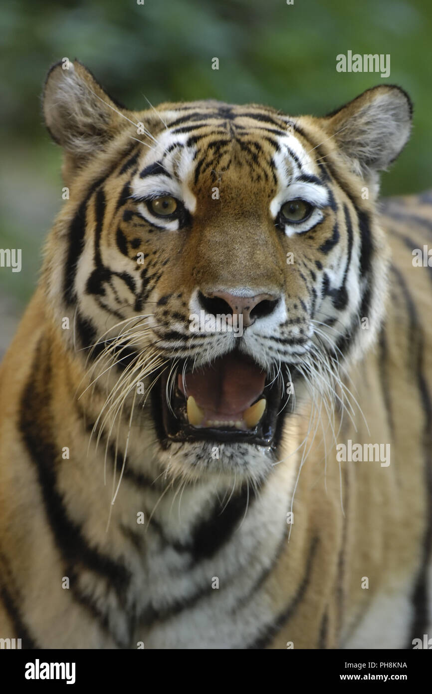 Sibirischer Tiger (Amurtiger), tigre de Sibérie (Panthera tigris altaica) Banque D'Images