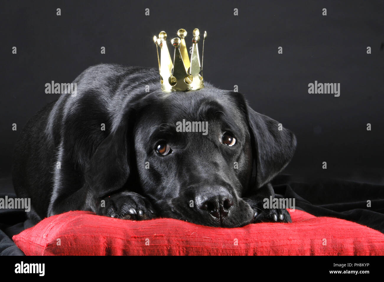Mit Schwarzer Labrador Labrador noir, avec couronne Banque D'Images