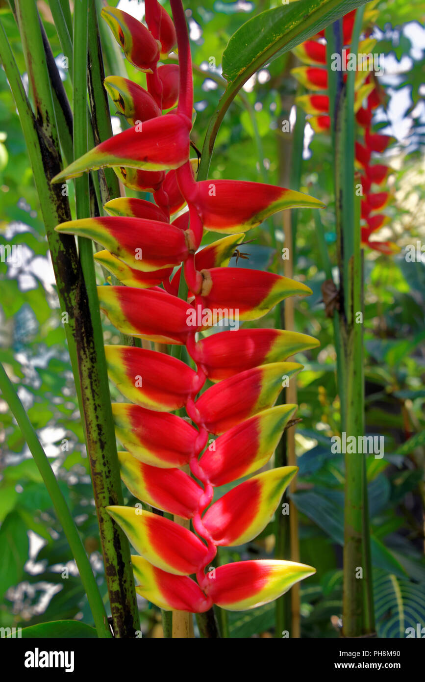Heliconia Rostrata (également connu sous le nom de griffe du homard suspendu ou faux oiseau du paradis) Banque D'Images Heliconia Rostrata (également connu sous le nom de griffe du homard suspendu ou faux oiseau du paradis) Banque D'Images