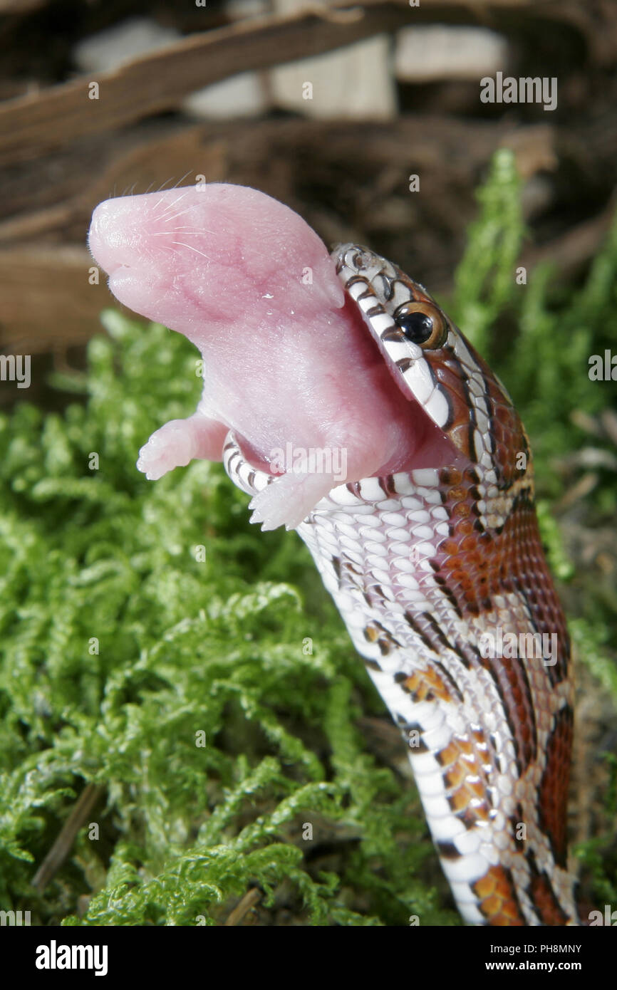 Red Rat snake mange pinky souris, serpent de maïs Banque D'Images