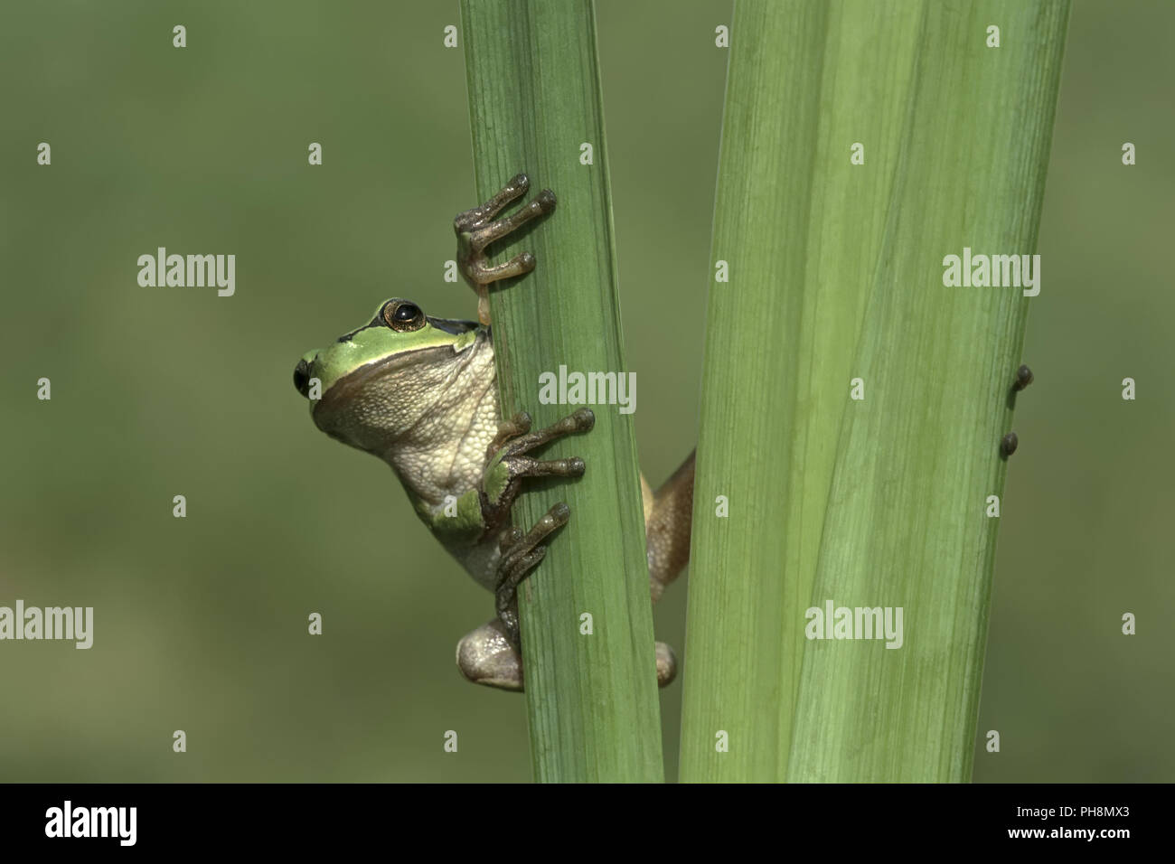 Europaeischer Laubfrosch, Hyla arborea, European tree frog Banque D'Images