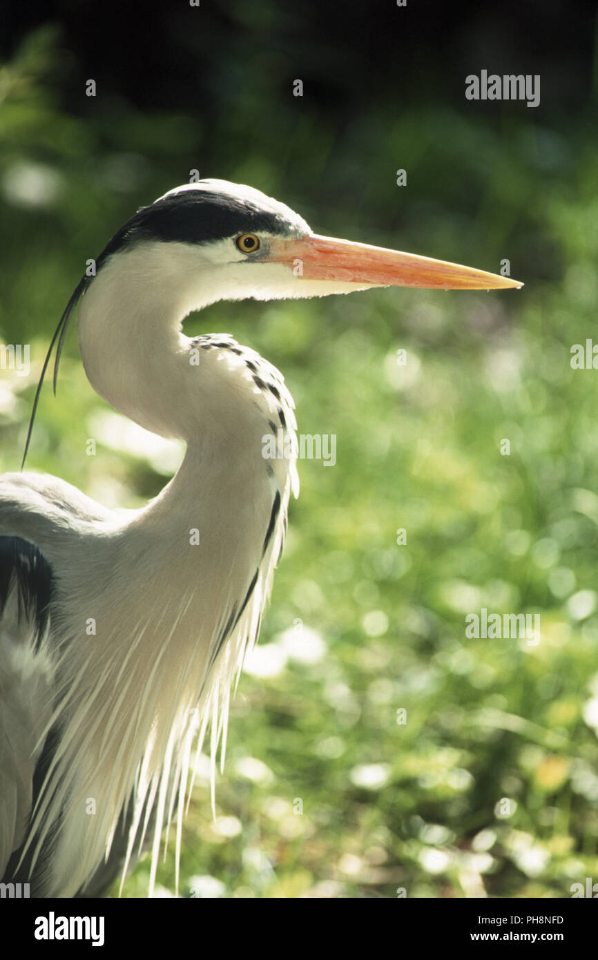 Graureiher (Fischreiher), Heron (Ardea cinerea) Banque D'Images