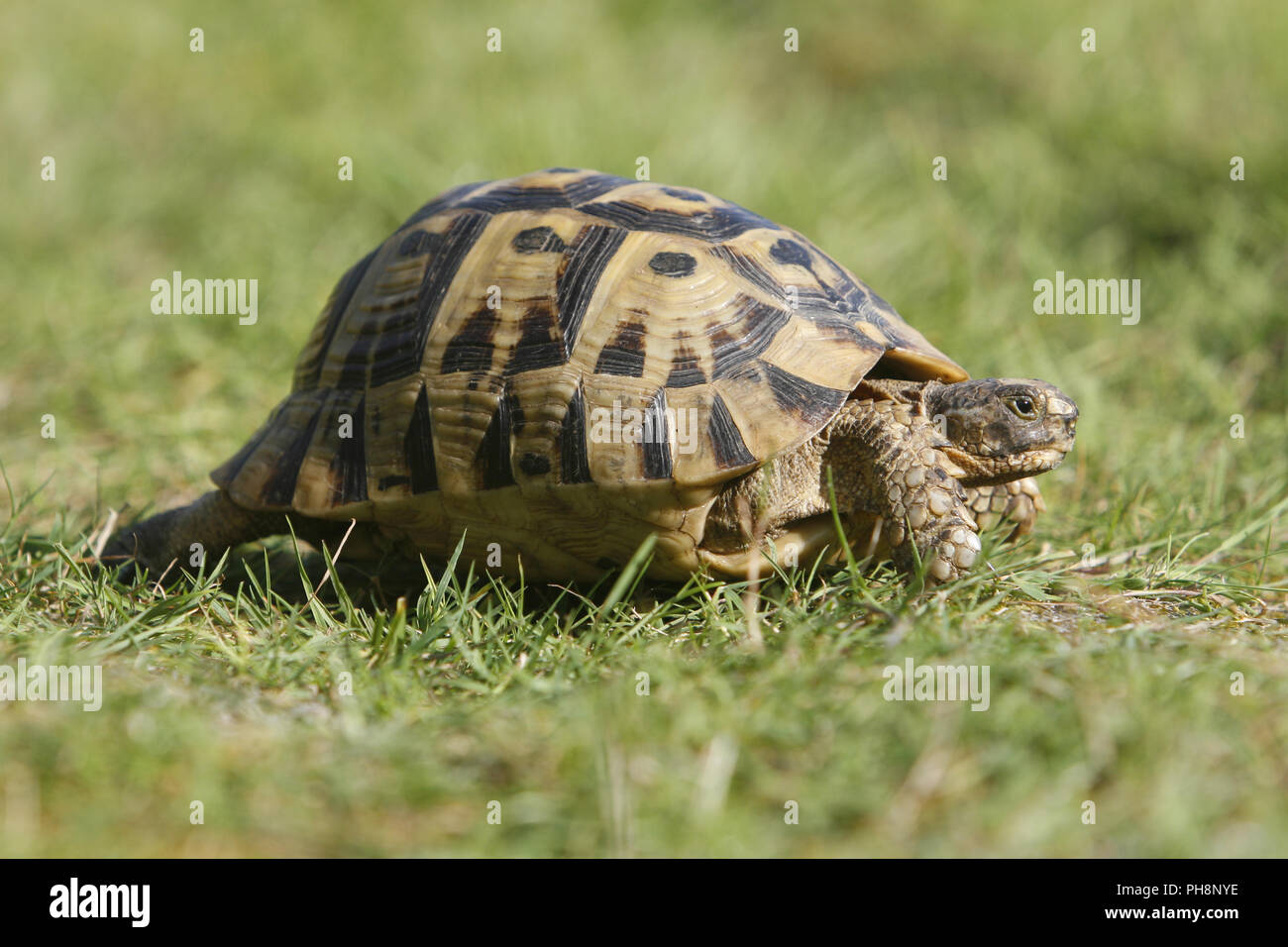 Landschildkroete Maurische, Testudo graeca graeca, épi-thighed tortoise Banque D'Images