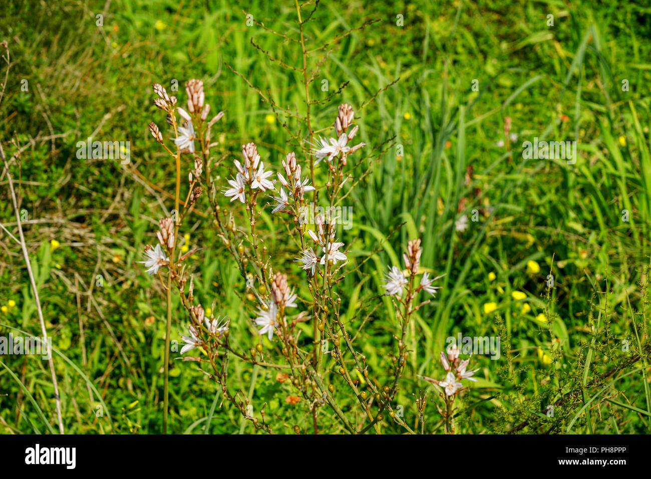 Asphodelus ramosus, également connu sous le nom de branches asphodel, est une herbacée vivace dans l'ordre. Brassicoideae Photographié dans la réserve naturelle de la rivière Poleg - Yakum Banque D'Images