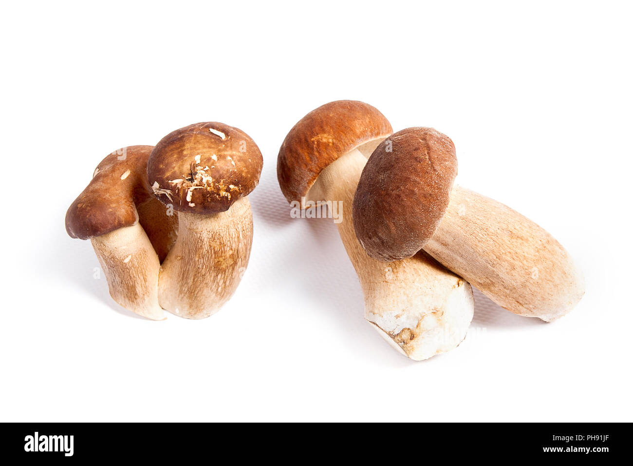 Récolté à l'automne des champignons comestibles boletus edulis (cèpes) connu sous le nom de cèpes isolé sur fond blanc. Banque D'Images