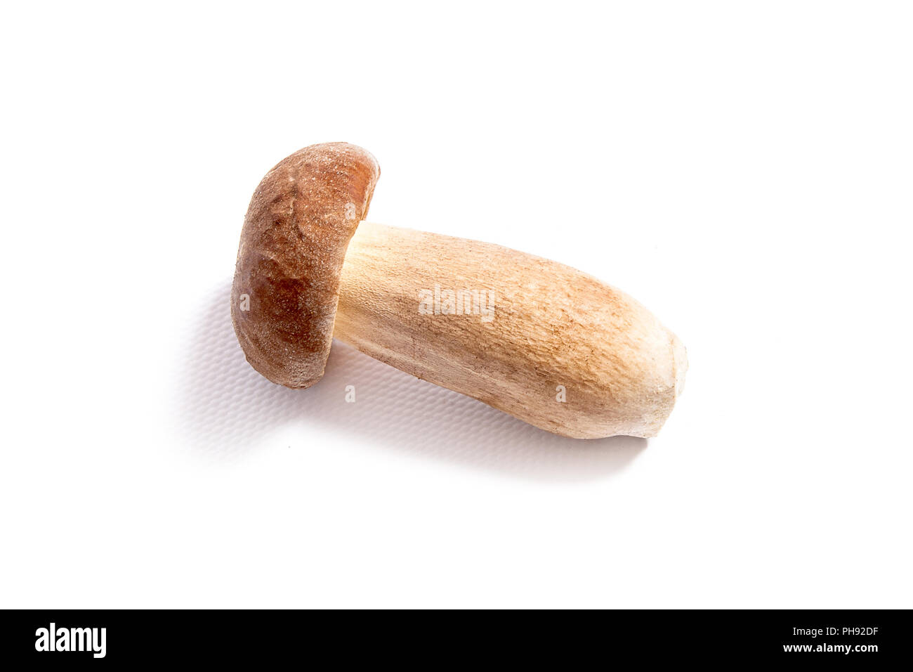 Récolté à l'automne étonnant champignon comestible boletus edulis (cèpes) connu sous le nom de champignons porcini isolé sur fond blanc. Banque D'Images