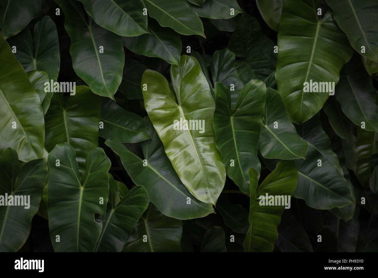 Feuilles vertes tropicales texture background. Tissu de fond vert, concept clé faible shot photo. Banque D'Images