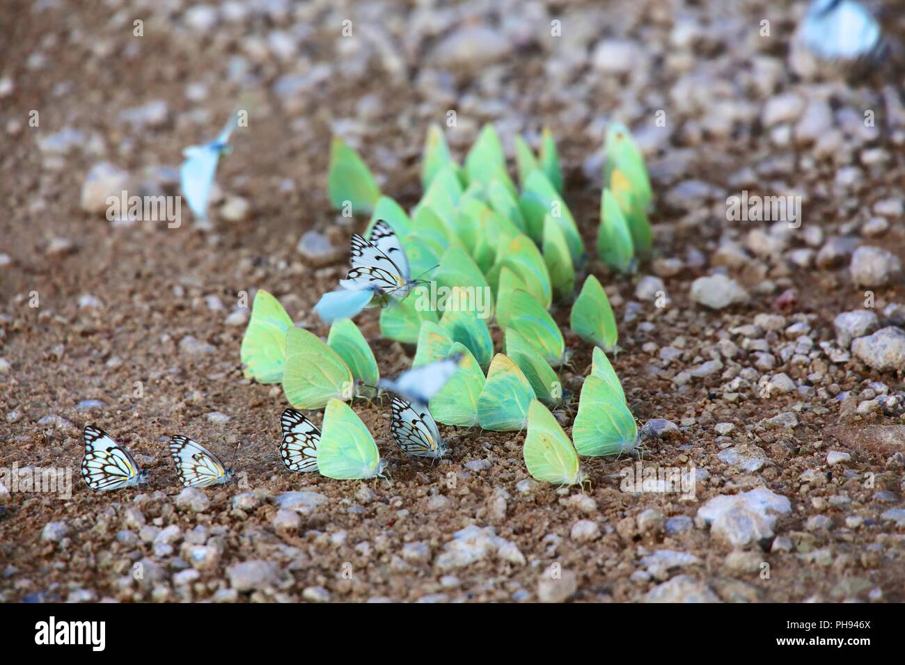 Les papillons au kgalagadi transfrontier national park afrique du sud Banque D'Images