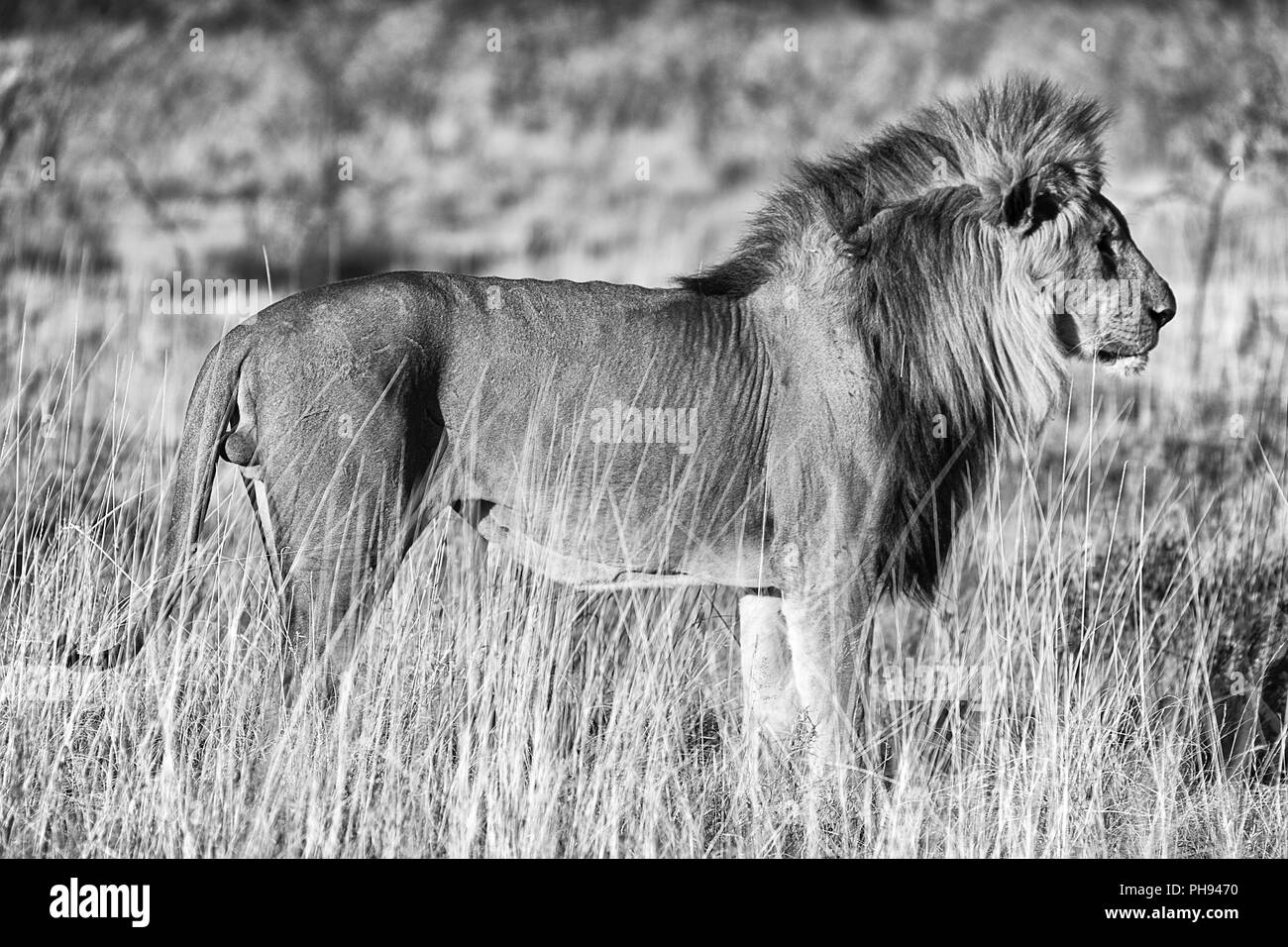 Beau mâle lion au parc national d'Etosha en Namibie Banque D'Images