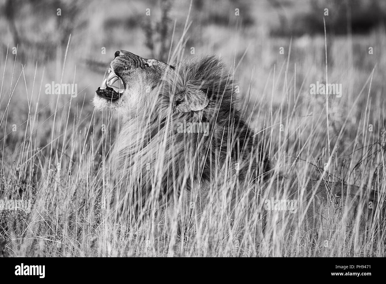 Roaring lion mâle au parc national d'Etosha, Namibie Banque D'Images